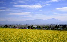 会津美里町の菜の花畑