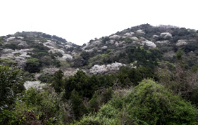 山桜に染まる佐田岬半島の山々