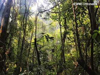 © WWF Indonesia