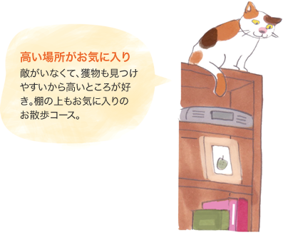 高い場所がお気に入り 敵がいなくて、獲物も見つけやすいから高いところが好き。棚の上もお気に入りのお散歩コース。