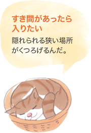 すき間があったら入りたい 隠れられる狭い場所がくつろげるんだ。