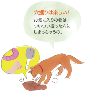 穴掘りは楽しい! お気に入りの物はついつい掘った穴にしまっちゃうの。