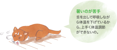 暑いのが苦手 舌を出して呼吸しながら体温を下げているから、上手く体温調節ができないの。