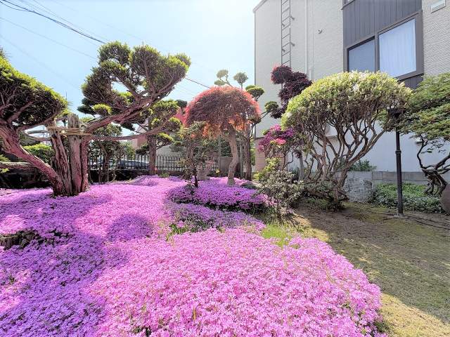 庭  写真撮影日：2026-05-15