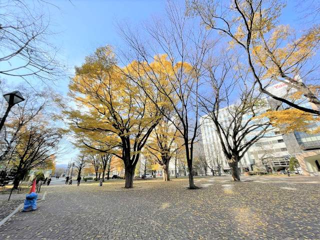 大通公園 900m 写真撮影日：2026-09-19