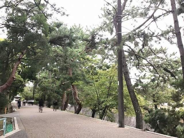 夙川公園 80m 写真撮影日：2026-05-31
