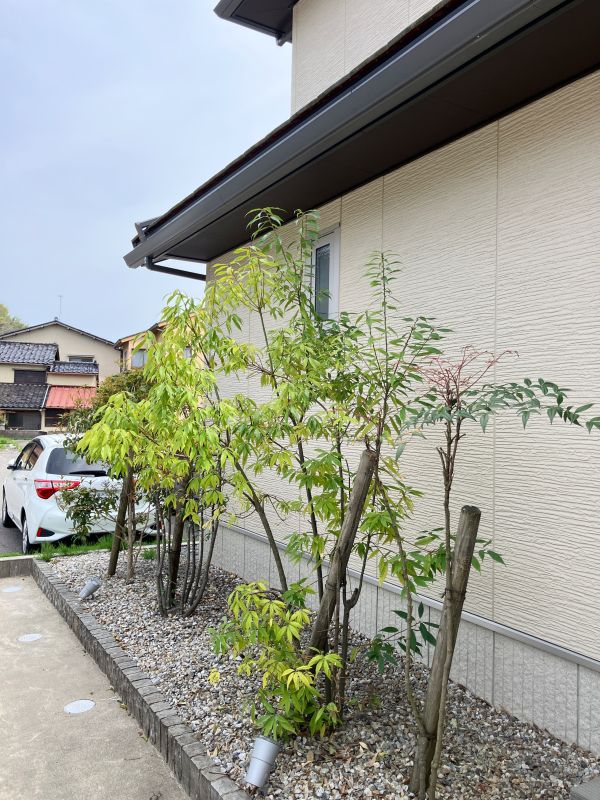 植栽　２０２５年４月撮影