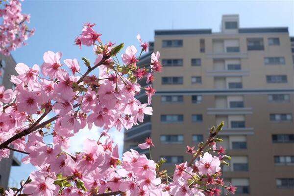 総戸数48戸のRC造マンション。春には桜を望み、季節の移ろいを身近に感じられる住環境です。