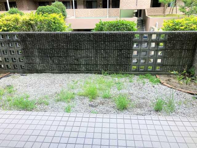庭  写真撮影日：2025-07-12