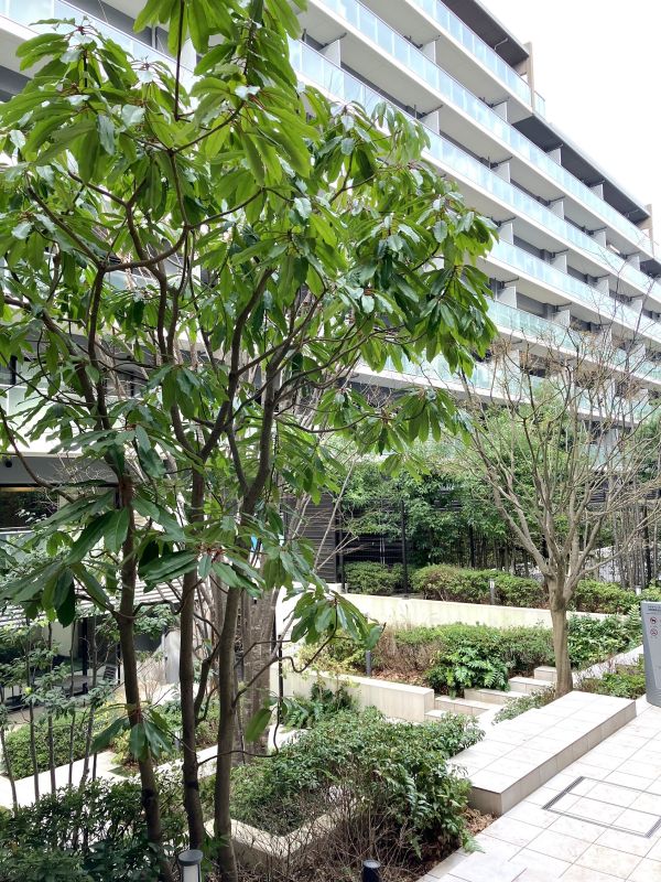 ケヤキのシンボルツリーを配したプライベートガーデンです。