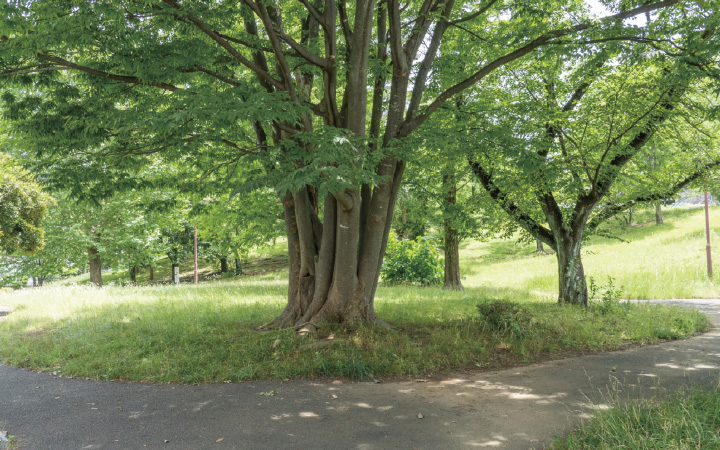 あざみ野四丁目北公園