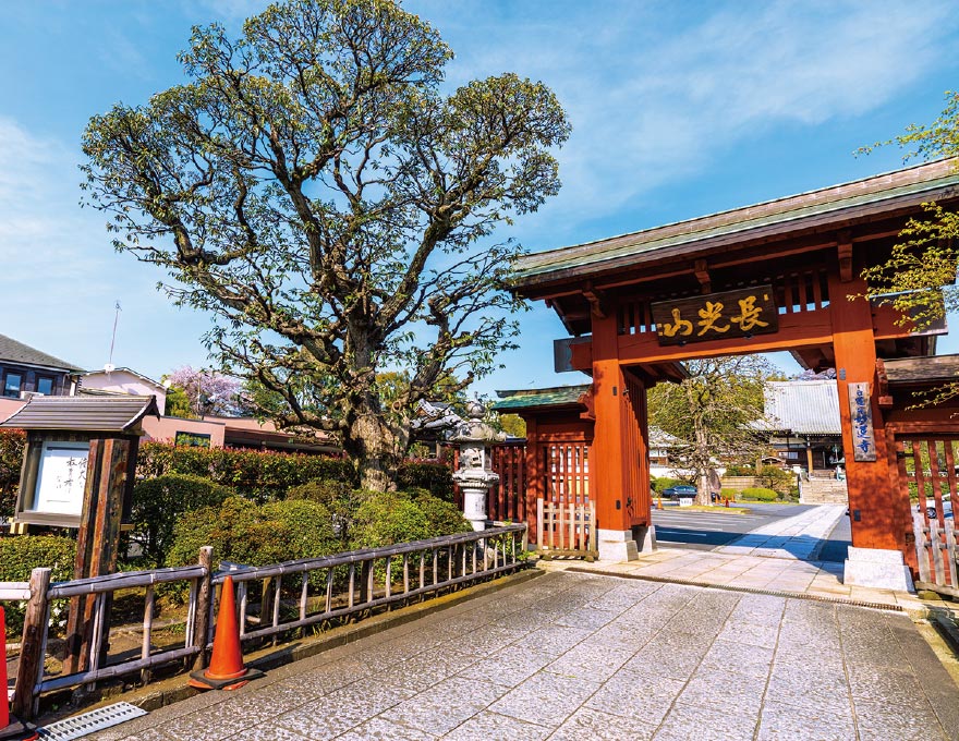 妙蓮寺