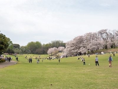 根岸森林公園
