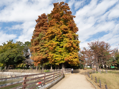 碑文谷公園