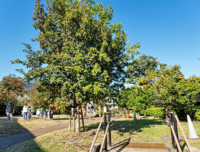 南一丁目緑地公園