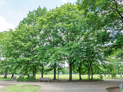 柏の宮公園