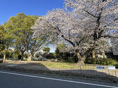 桜南公園