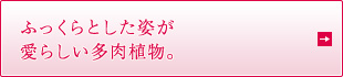 ふっくらとした姿が愛らしい多肉植物。