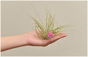 ふわりと舞い降りたようなエアプランツ