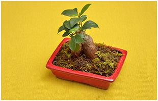 苔とこだわりの鉢で和モダンに