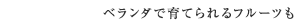 ベランダで育てられるフルーツも