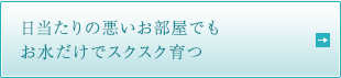 日当たりの悪いお部屋でもお水だけでスクスク育つ