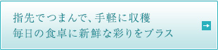 指先でつまんで、手軽に収穫 毎日の食卓に新鮮な彩りをプラス