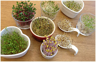 お気に入りの器を使って栽培してみる