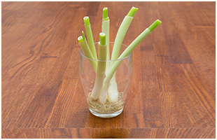 あると便利なネギは栽培も簡単
