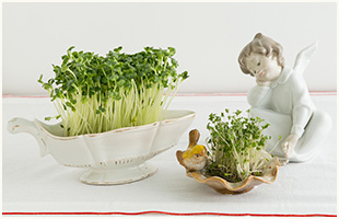 インテリア感覚で楽しんでも