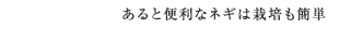 あると便利なネギは栽培も簡単