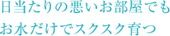 日当たりの悪いお部屋でもお水だけでスクスク育つ