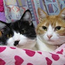 家づくりのきっかけ