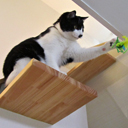 家づくりのきっかけ