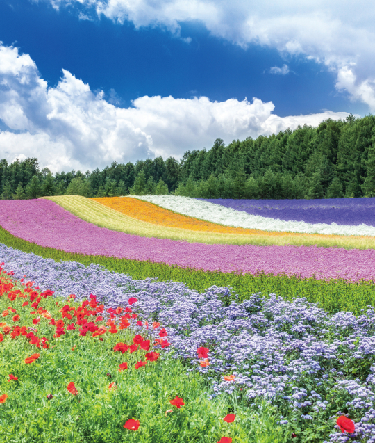 富良野 ファーム富田
