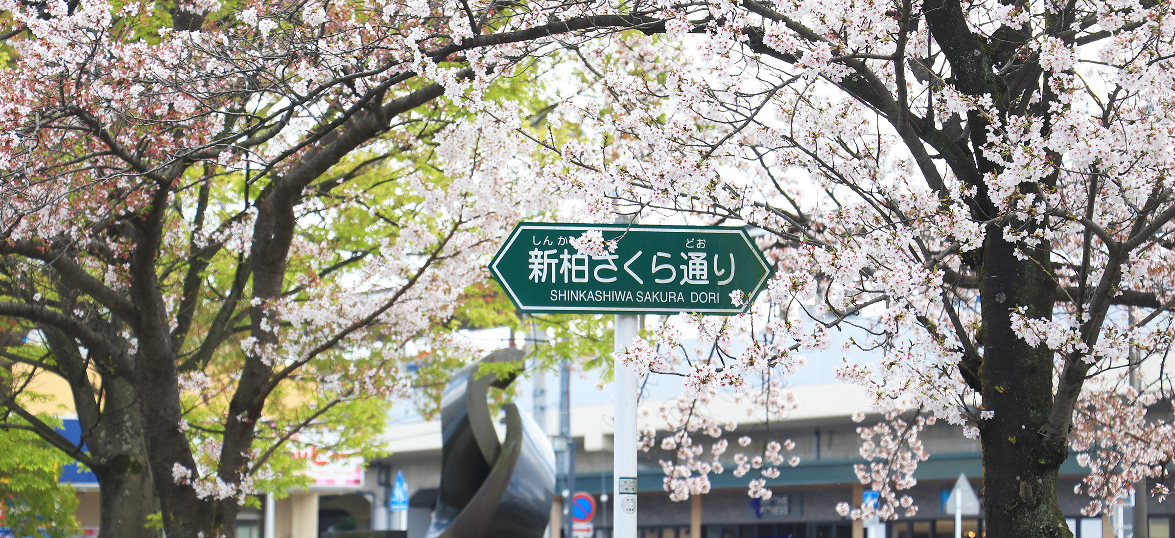 「新柏」駅前の桜並木
