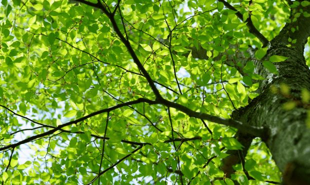 ケヤキ