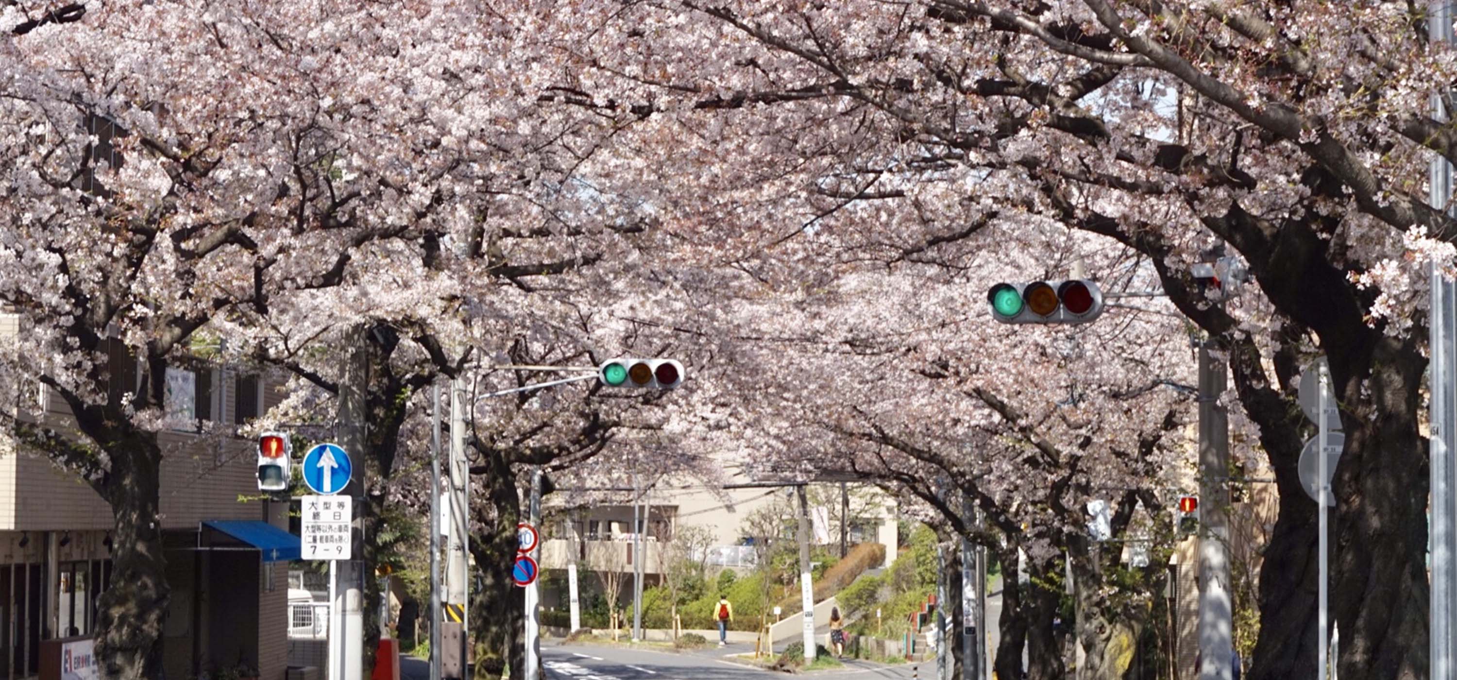現地周辺の街並み（約1.5km）