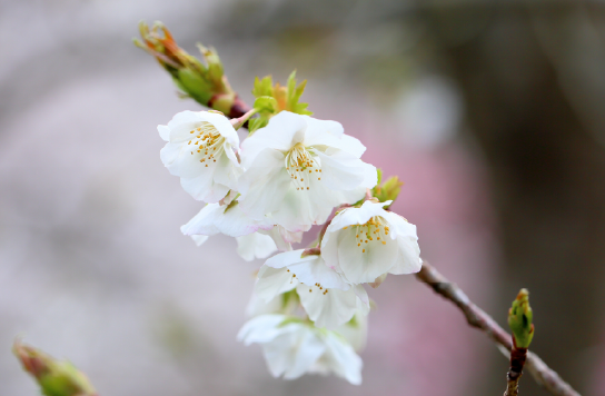 西宮市オリジナルサクラ