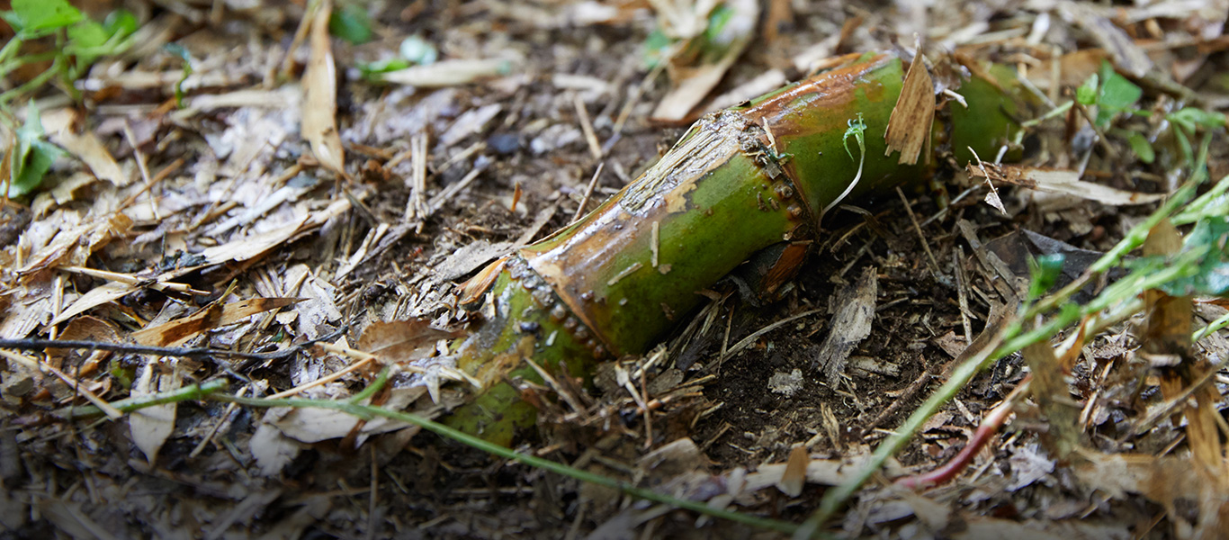 地上に露出した地下茎。竹工芸ではこの部分で、持ち手などをつくる。成長が早く、繁殖力のさかんな竹は、かつては貴重な資源だった。