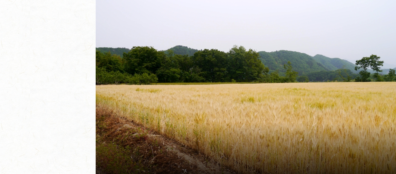 秩父の大麦畑。ベンチャーウイスキーでは主にイングランド、スコットランド、ドイツの大麦を使用しているが、秩父産を使ったウイスキーづくりにも挑戦している。