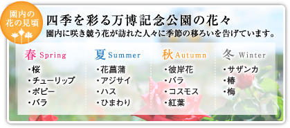 【園内の花の見頃】四季を彩る万博記念公園の花々