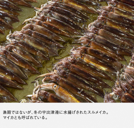 漁期ではないが、冬の宇出津港に水揚げされたスルメイカ。マイカとも呼ばれている。