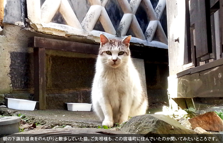 朝の下諏訪温泉をのんびりと散歩していた猫。ご先祖様も、この宿場町に住んでいたのか聞いてみたいところです。