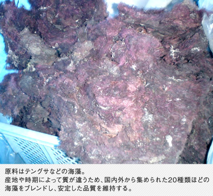 原料はテングサなどの海藻。産地や時期によって質が違うため、国内外から集められた20種類ほどの海藻をブレンドし、安定した品質を維持する。