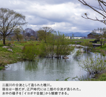 三面川の分流として造られた種川。現在は一筋だが、江戸時代には二筋の分流が造られた。水中の様子を「イヨボヤ会館」から観察できる。