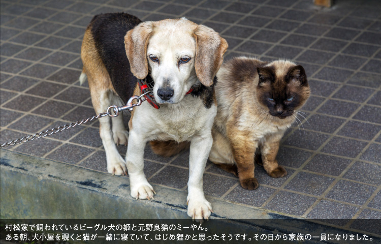 村松家で飼われているビーグル犬の姫と元野良猫のミーやん。ある朝、犬小屋を覗くと猫が一緒に寝ていて、はじめ狸かと思ったそうです。その日から家族の一員になりました。