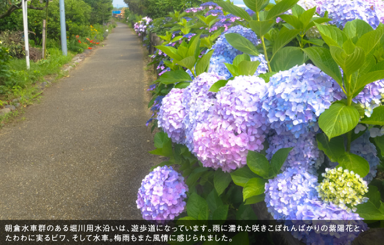 朝倉水車群のある堀川用水沿いは、遊歩道になっています。雨に濡れた咲きこぼれんばかりの紫陽花と、たわわに実るビワ、そして水車。梅雨もまた風情に感じられました。