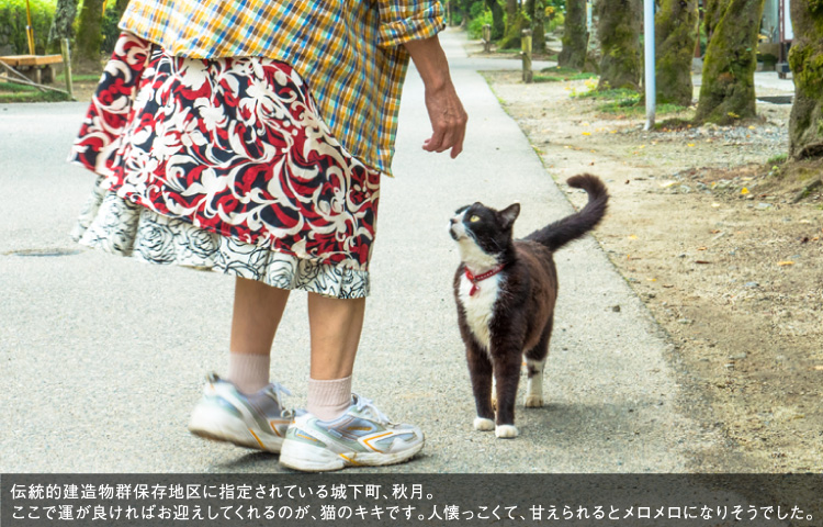 伝統的建造物群保存地区に指定されている城下町、秋月。ここで運が良ければお迎えしてくれるのが、猫のキキです。人懐っこくて、甘えられるとメロメロになりそうでした。