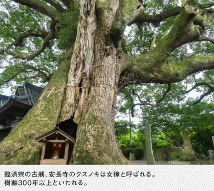 臨済宗の古刹、安長寺のクスノキは女樟と呼ばれる。樹齢300年以上といわれる。　